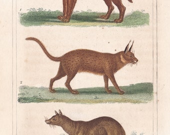 Original Antique Big Cats Bengal Caracal Jackal Dog Cat Hand Colored Engraving from Works of Buffon Histoire Naturelle 1825