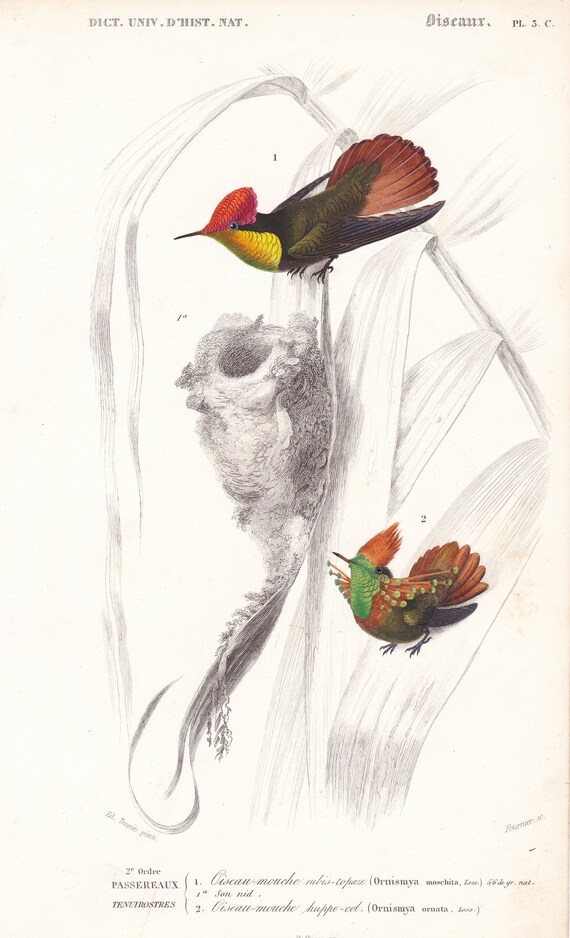 Gravure Ancienne Du XIXe Siècle - Histoire Naturelle Oiseaux - 39,5x26,5 Cm Avec Traces D'Âge