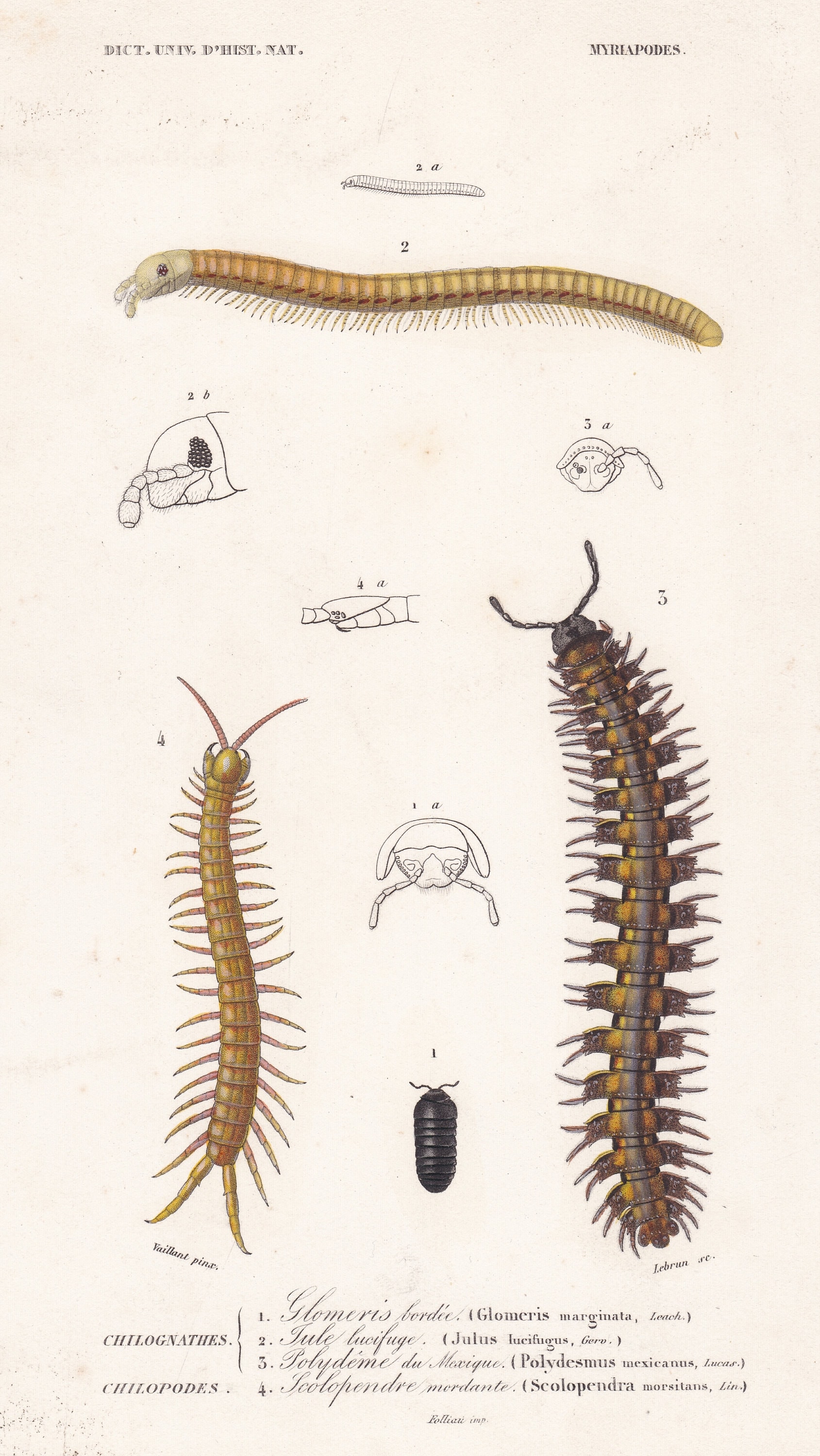 Antique Original Sea Centipede Insect Anatomy Print Charles Etsy 日本