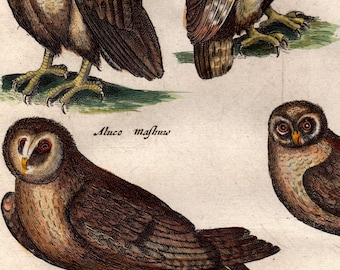 Gravure Originale 1657 - Corbeau Main Coloré - Merian Baroque - Certifiée Authentique - Œuvre D'art Ancienne