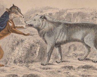 1856 Rare Antique Original Wolf Jackal Print History of Earth and Animated Nature By Oliver Goldsmith Hand Colored Engraving Death