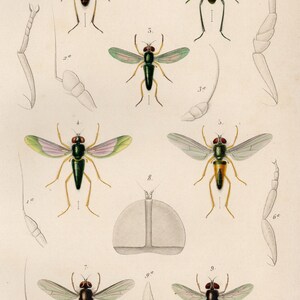May include: A vintage scientific illustration depicting nine different types of insects. The insects are drawn in detail, showcasing their wings, legs, and antennae. The illustration is labelled with numbers and letters.