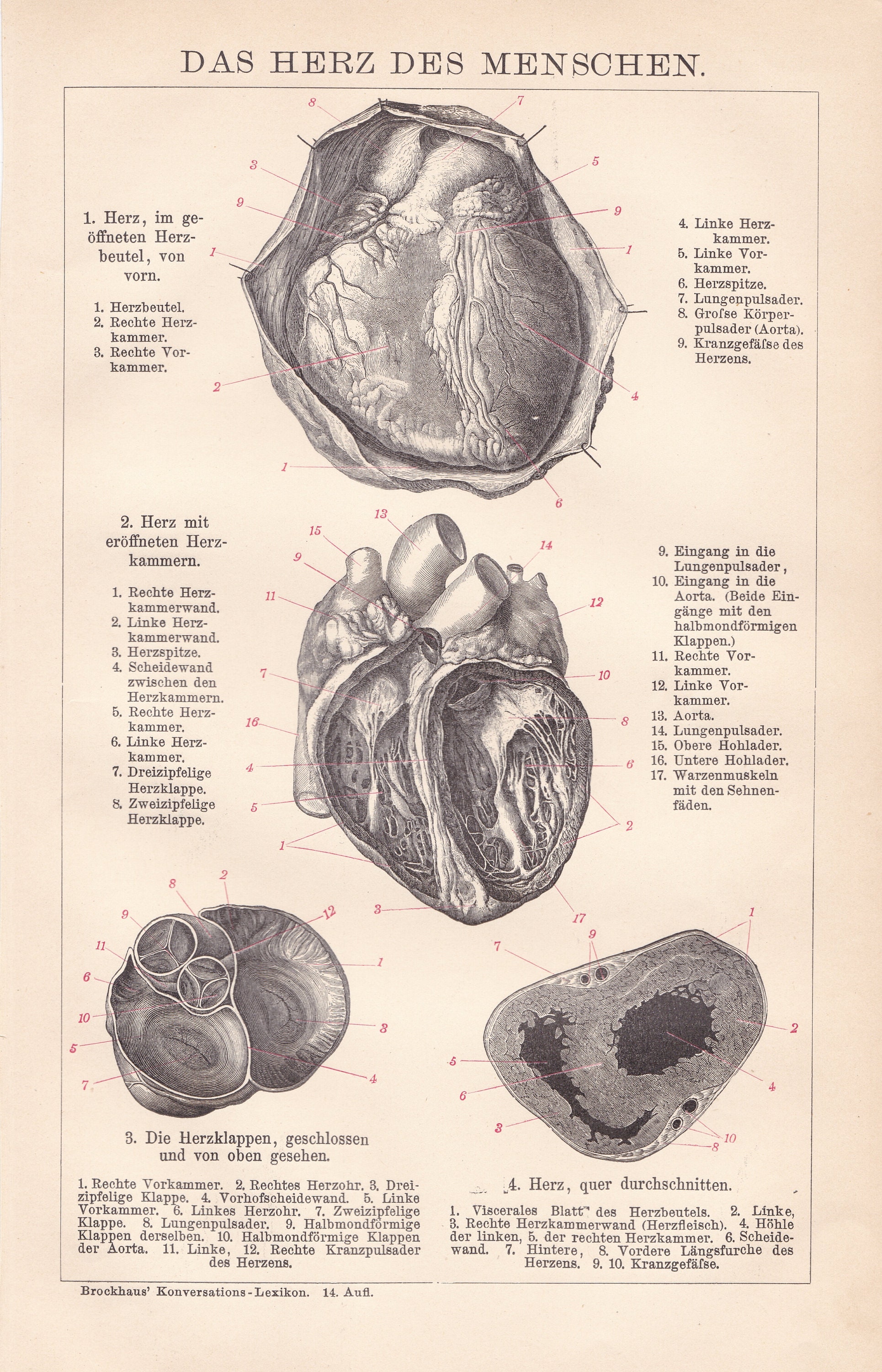 Antique 1895 Human Body Anatomy Tattoo Decoration Print Art Artist Gift ...