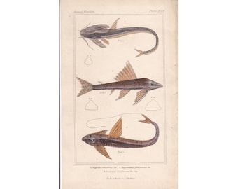 Plec Catfish 1837 Antique Original Engraving Antique Pisces Print The Animal Kingdom 1837 CUVIER Fish  L Number Armoured Catfish Aquarium025