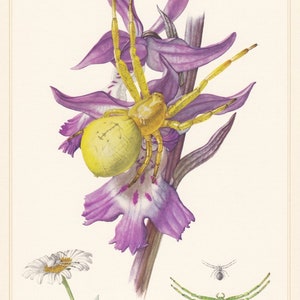 May include: A yellow spider with long legs sits on a purple flower with white spots. The flower has a long stem and is surrounded by green leaves. There are two other spiders in the image, one is green and the other is white.