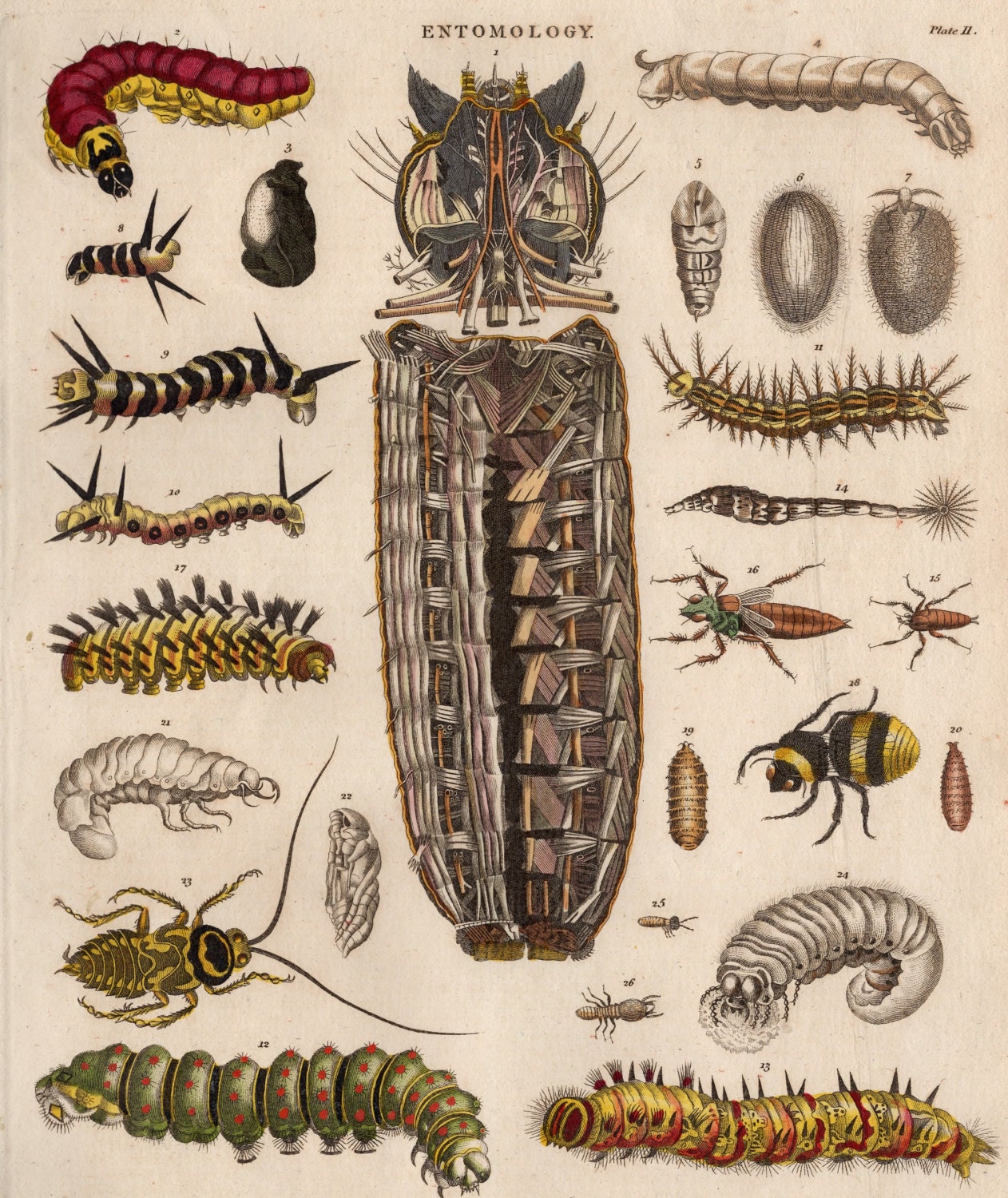 1805 Antique Hand Coloured Engraving Seven Orders of Insects Larvae ...