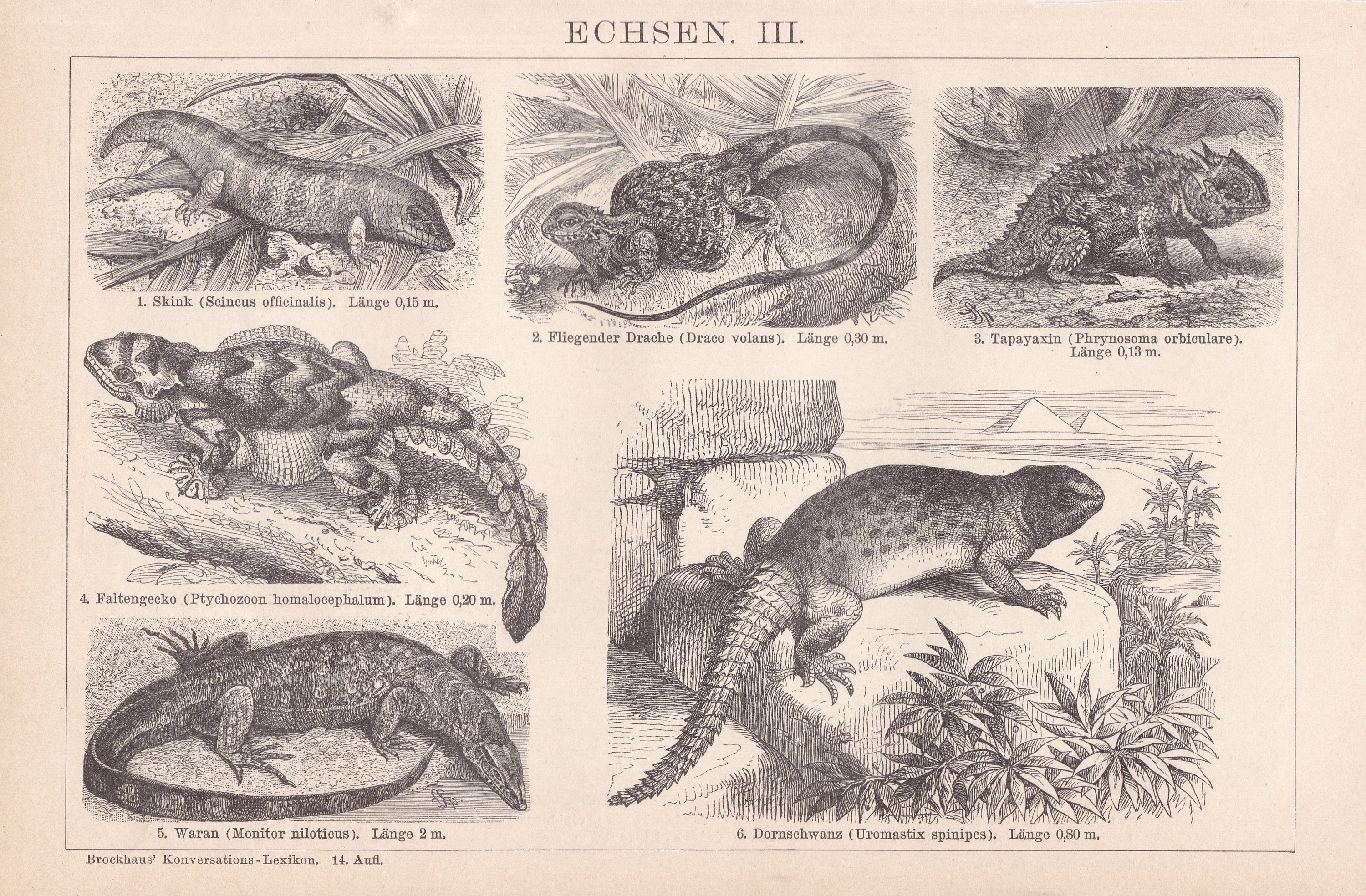 Antique 1892 Lizards Squamata Reptile Tetrapod Herpetology German