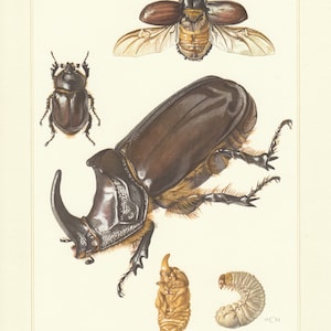 May include: A detailed illustration of a rhinoceros beetle in various stages of life. The image shows the beetle in its adult form, with its large horn, as well as its larval and pupal stages. The beetle is depicted in shades of brown, black, and white.