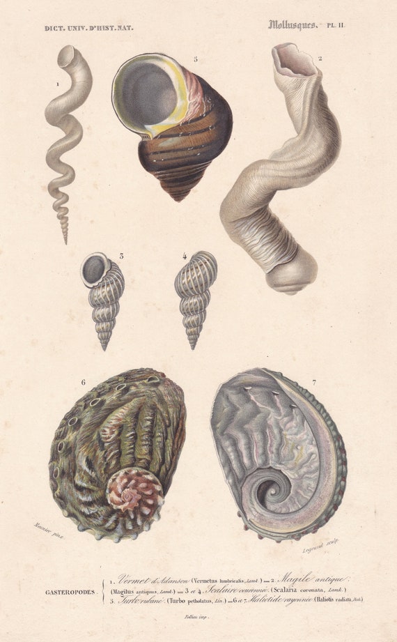 Rare Antique Original 1849 Shells Sea Print Charles D