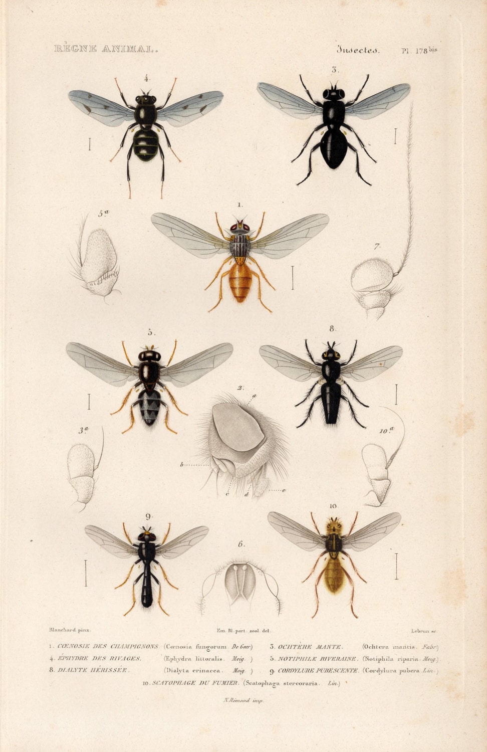 1836 Antique Original Engraving Le Règne Animal Paris Diptera Fly Winged  Insect Anatomy Plate 178b CUVIER Garden Wildlife Nature - Etsy