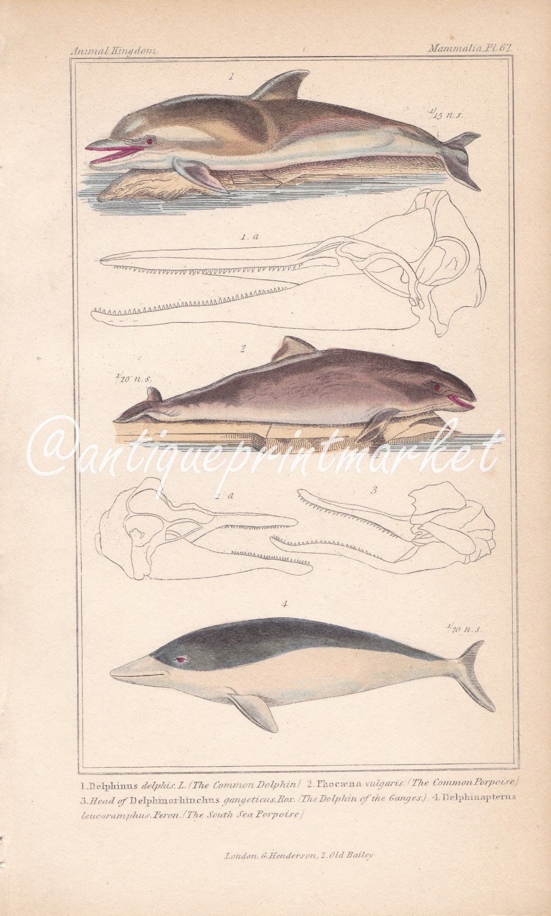 Porpoise Teeth Vs Dolphin Teeth