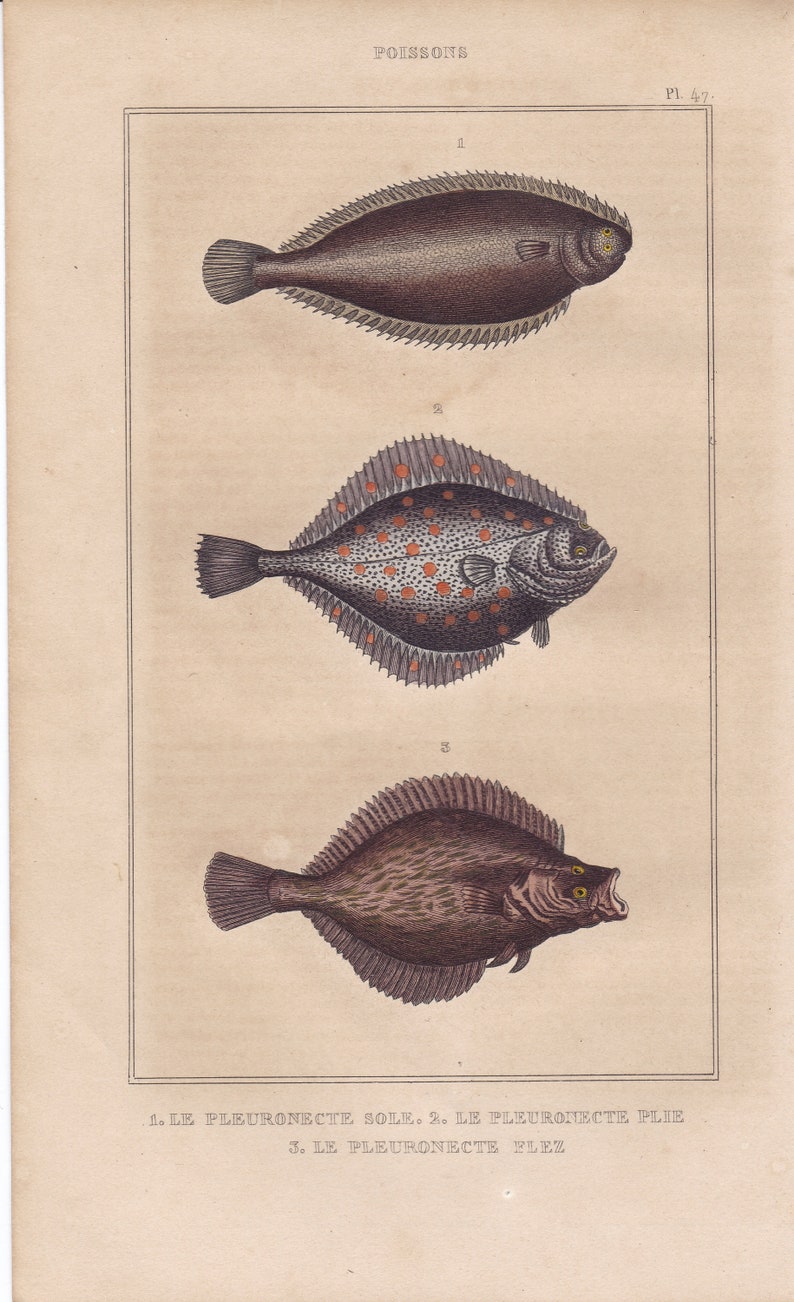 Original Antique Sea Fish Flounder Flat Sole Turbot French Engraving