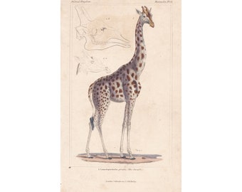 Rare Antique Original Giraffe 1834 George Baron Cuvier Animal Kingdom Lithograph Engraving Print Art CUV1