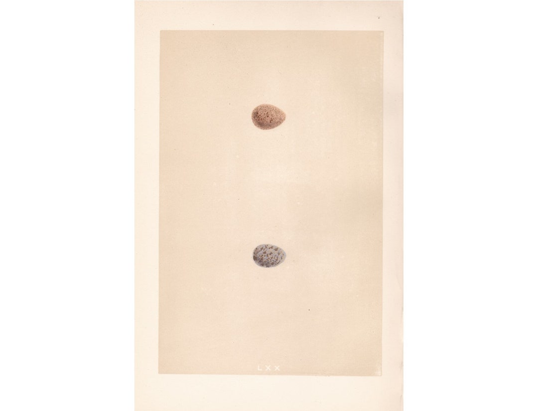 Rare Authentic Tree Pipit LXX 1870 Antique Bird Nest & Egg Print