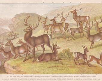 May include: A vintage print showcasing different deer species, such as Red Deer, Roe Buck, and Fallow Deer. The illustration presents detailed depictions of the animals in a natural environment, with a waterfall and grassy landscape.