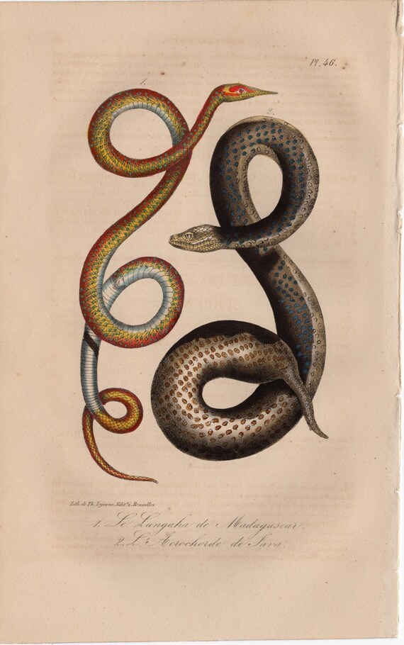 Antique Snake Print: 1834 Madagascar Anaconda Engraving, Hand