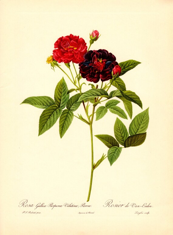 Pierre-Joseph Redout、The Roses62 711o224htgL._AC_UF1000,