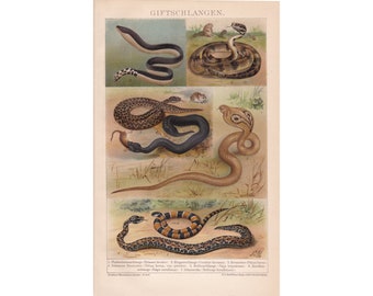 May include: An illustration of six different types of venomous snakes. The snakes are depicted in a realistic style with detailed markings and colors. The illustration is titled "Giftschlangen" which translates to "Poisonous Snakes" in English.