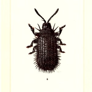 May include: A detailed illustration of a dark brown beetle with spiky protrusions covering its body. The insect has long antennae and is set against a white background with a thin, cream-colored border. A smaller insect is below.