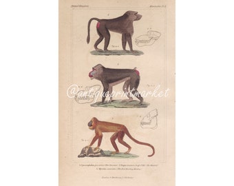 Peut inclure: Estampe ancienne représentant trois illustrations de singes. Le singe du haut est brun avec l'arrière-train rouge, celui du milieu est brun foncé avec un visage rouge et bleu, et celui du bas est orange. Chaque singe est représenté avec un dessin squelettique détaillé.
