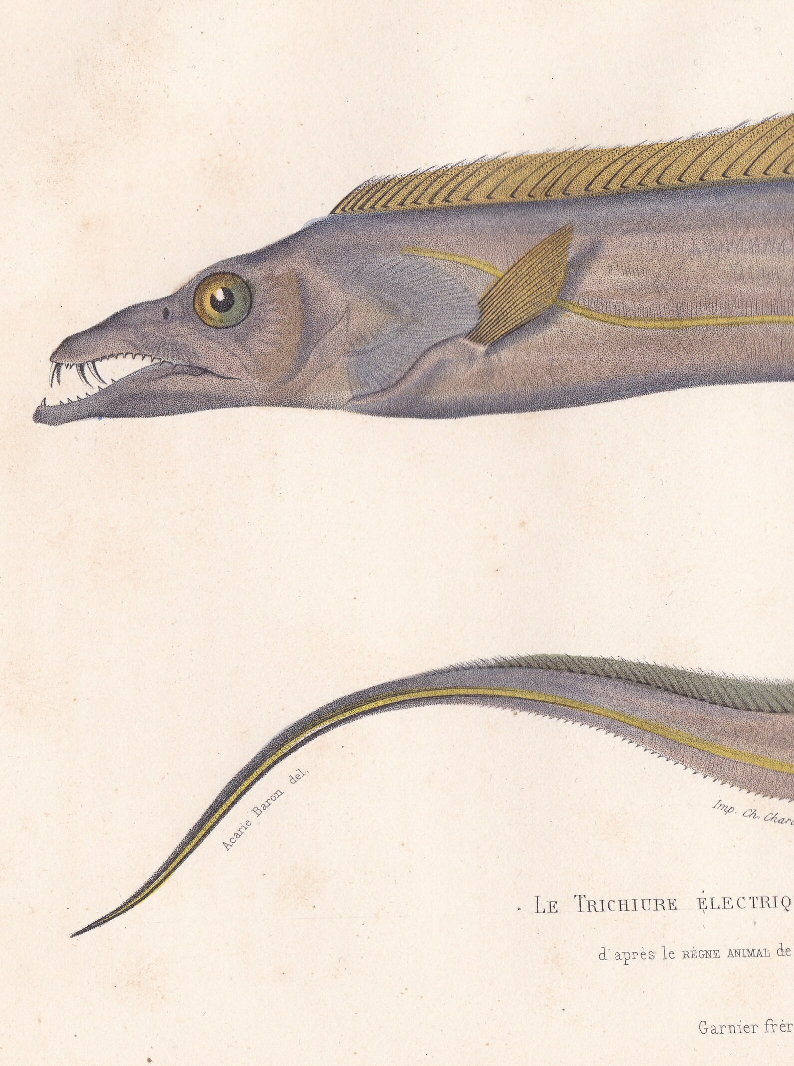 Original Antique Electric Eel Bircher Lepturacanthus Fish Print French ...
