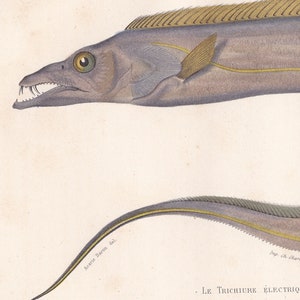 Original Antique Electric Eel Bircher Lepturacanthus Fish Print French ...