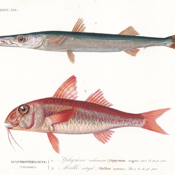 Antiker Druck Original 1849 exotische tropische Fische Fischen Ozean Ichthyologie Fisch French d'Histoire Naturelle Handkolorierte Gravur ORB1