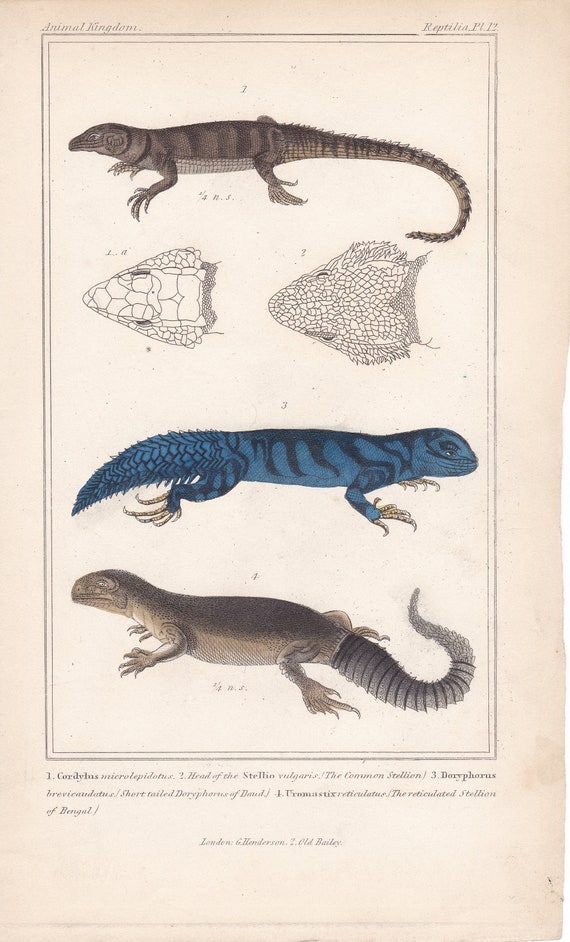 1837 Antique Original Engraving Antique Lizard Reptile Print The Animal Kingdon 1837 CUVIER hand colored antique 023