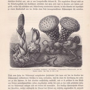 1896 Original Antique Scybalium fungiforme Parasitic Plant Root Fungus Print Engraving From Anton Kerner von Marilaun Pflanzenleben BPLT image 2