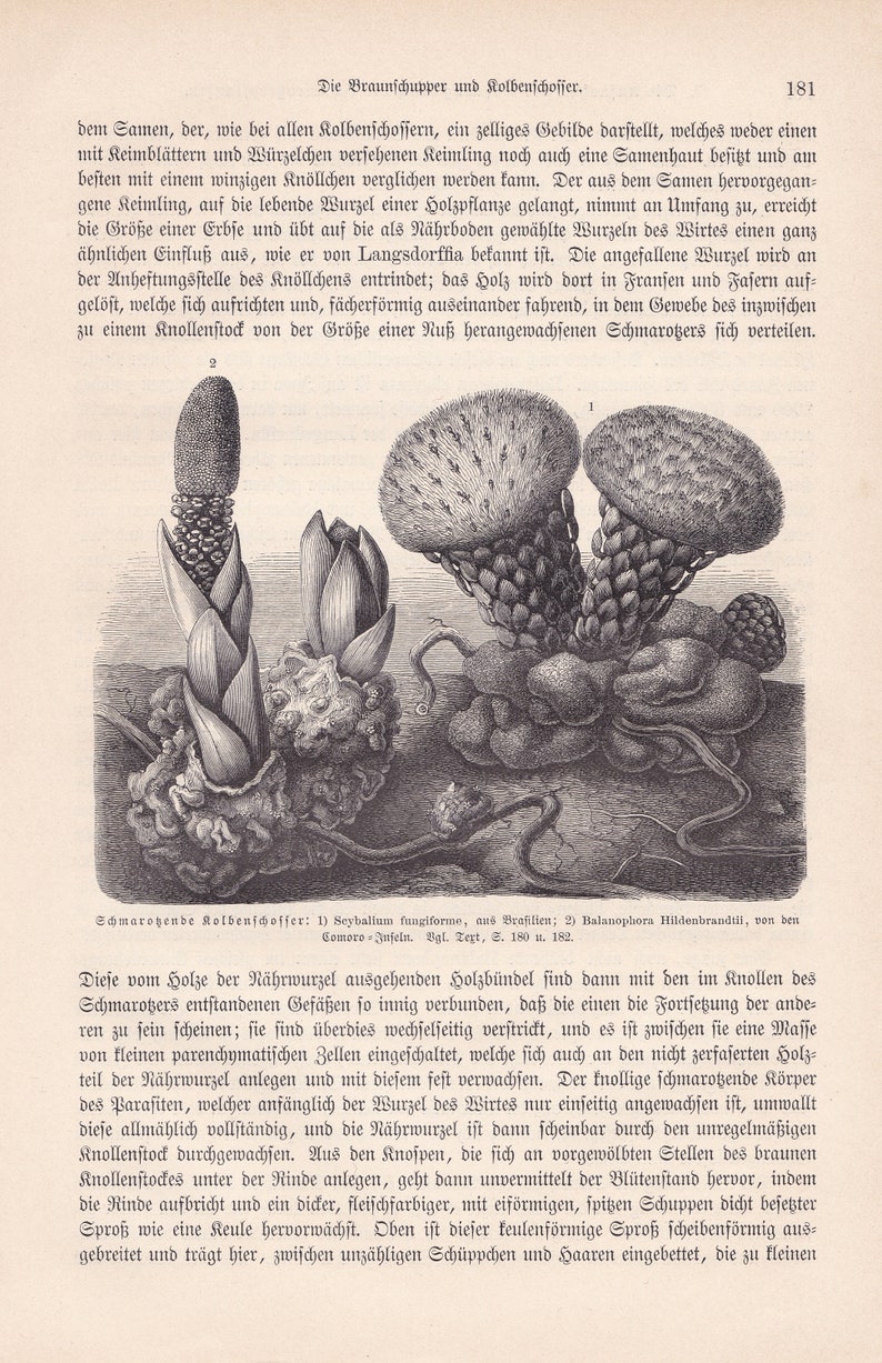 1896 Original Antique Scybalium fungiforme Parasitic Plant Root Fungus Print Engraving From Anton Kerner von Marilaun Pflanzenleben BPLT image 2