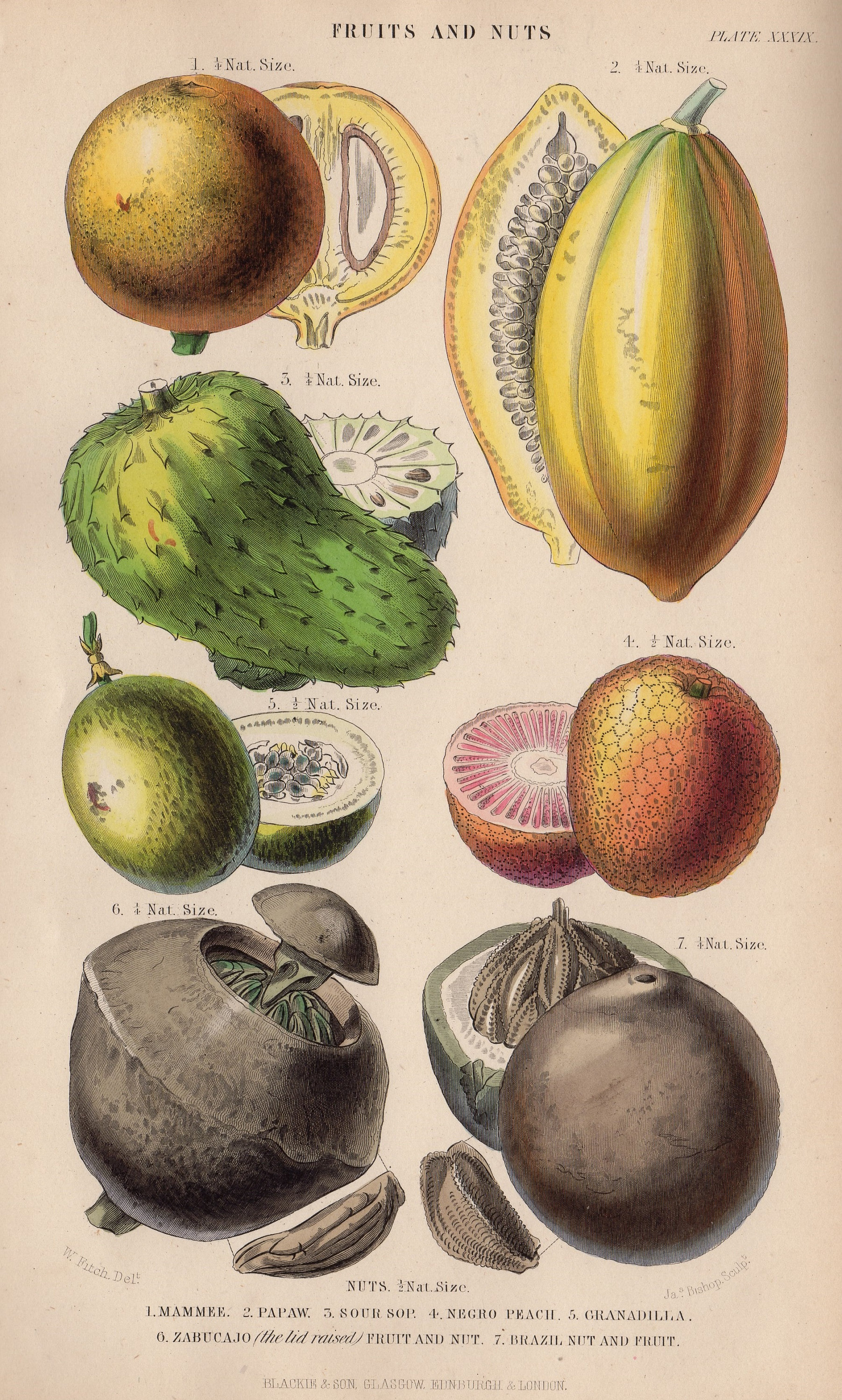 Rare 1862 Antique Fruits Nuts Food Plants Fruit Herbs Original