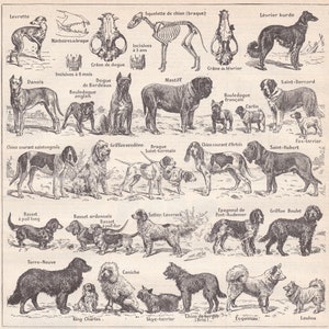 ヴィンテージ オリジナル フランス 犬の種類 犬 人間の親友 リトグラフ ラルース イラスト パリ版 1922 NLA22