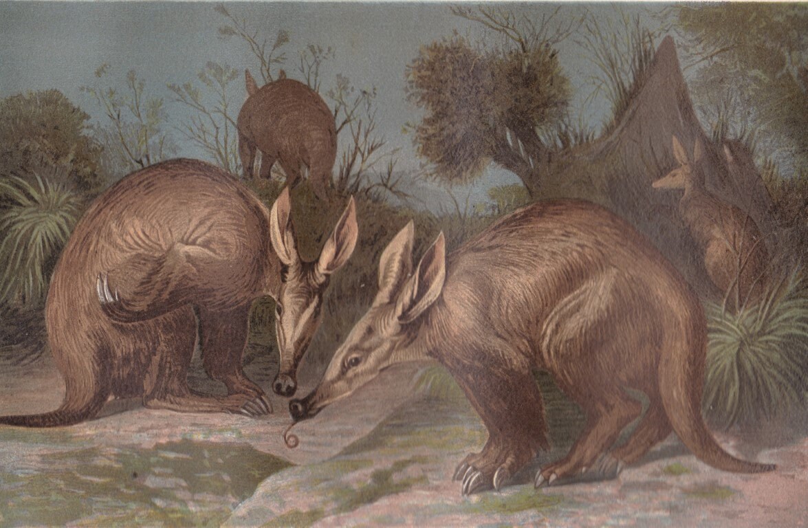 1883 Rare Antique Aardvark Family Original Print Chromolithograph