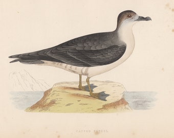 Antiga e original de um petrel-de-cabeça-branca, Rev. F. Morris, "Uma História das Aves Britânicas, Volume VI", impressão cromolitográfica de ave marinha, c. 1800.
