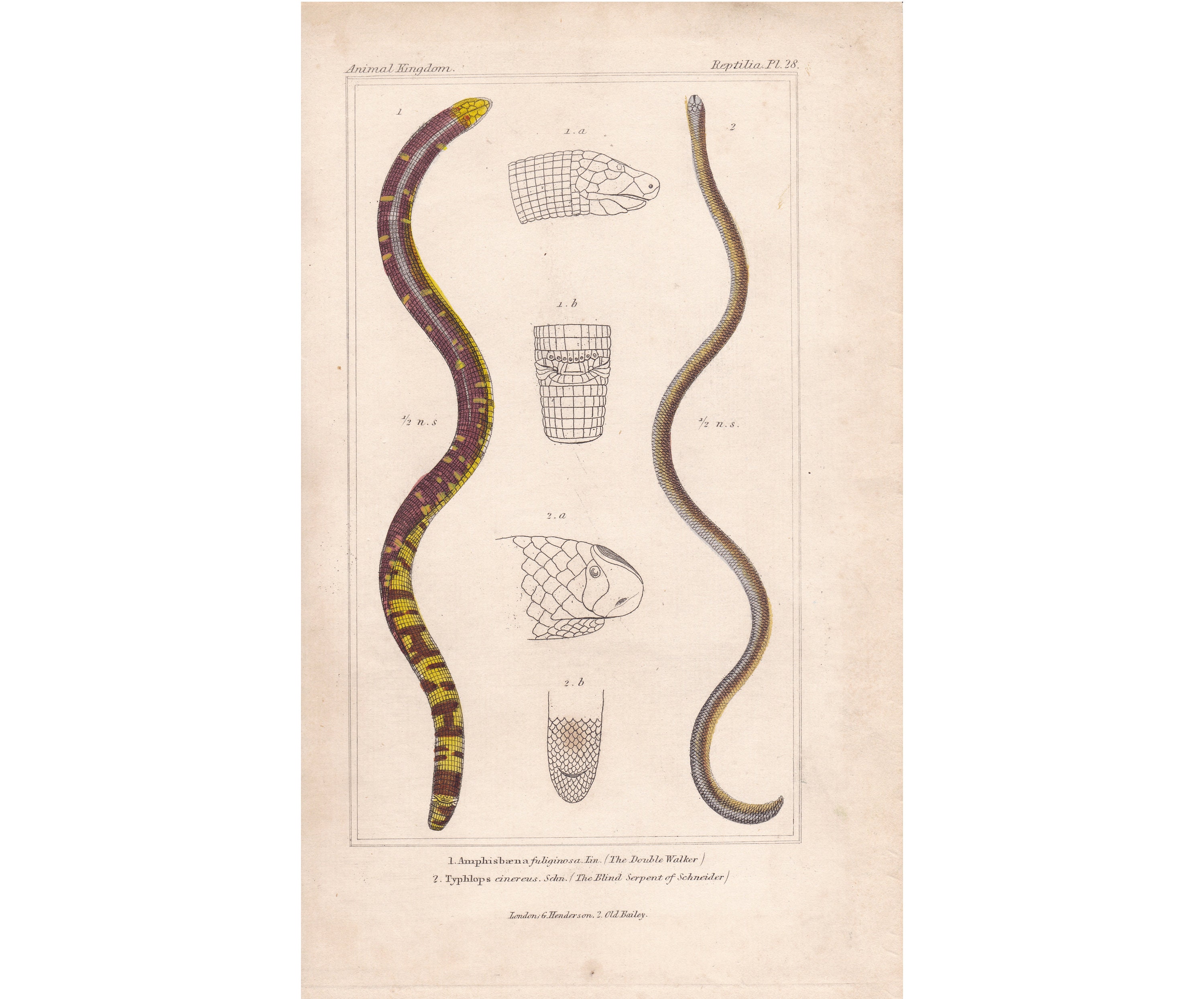 1837 Antique Original Engraving Antique Snake Serpent
