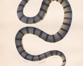 Water Is A Sea Snake An Amphibian DK Findout! Reptiles And Amphibians