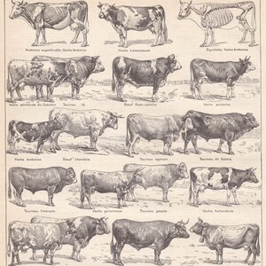 ヴィンテージ オリジナル フランス語 牛の種類 牛 ウシ科 雄牛 ハンバーガー 肉 ウシ亜科 リトグラフ ラルース イラストレ パリ版 1922 NLA22