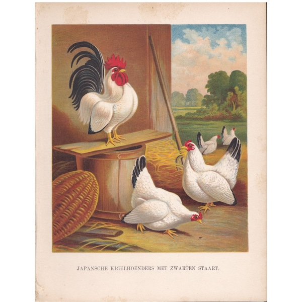 Antike Bauernhof Hühner Hühner Hahn Landleben Landwirtschaft Eier Chromolithograph Druck 19.Jahrhundert Wand Kunst Vintage Selbstversorgung JVCF