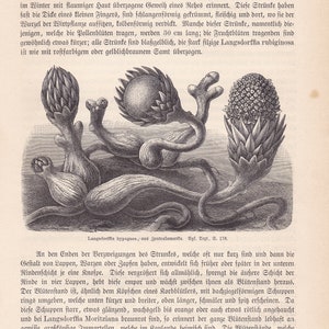 1896 Original Antique Langsdorffia Parasitic Plant Root Fungus Original Print Engraving From Anton Kerner von Marilaun Pflanzenleben BPLT image 2