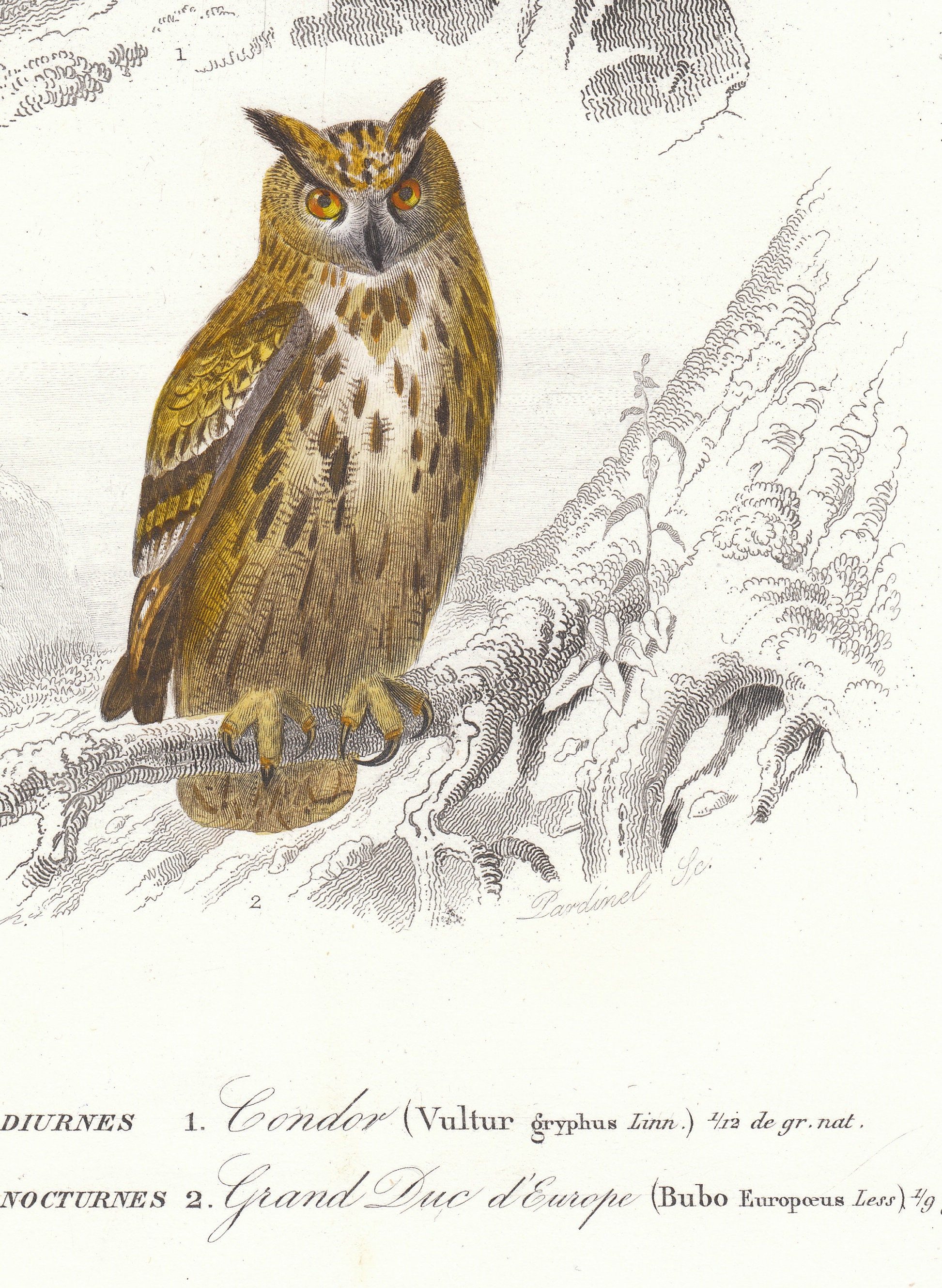 リトグラフ フクロウ アンティークのコンドルフクロウの版画：1860年 手彩色リトグラフ