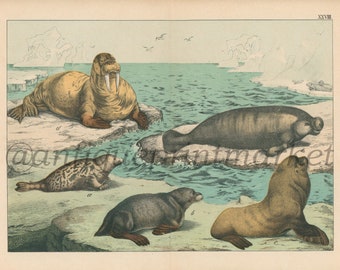 1889 Large Format Antique Sealion Seal Walrus Manito   Print Poster Book Plate Von Schubert Animal Kingdom NHMXL