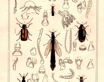 1834 Antique Original Engraving Antique Insects Plate 26 bug insect Beetles The Animal Kingdom 1834 CUVIER Print Garden Wildlife Nature