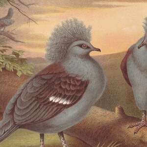 1900 Original Antique Crowned Pigeon Bird Original Print Chromolithograph From German Tierleben Brehm BBRD2