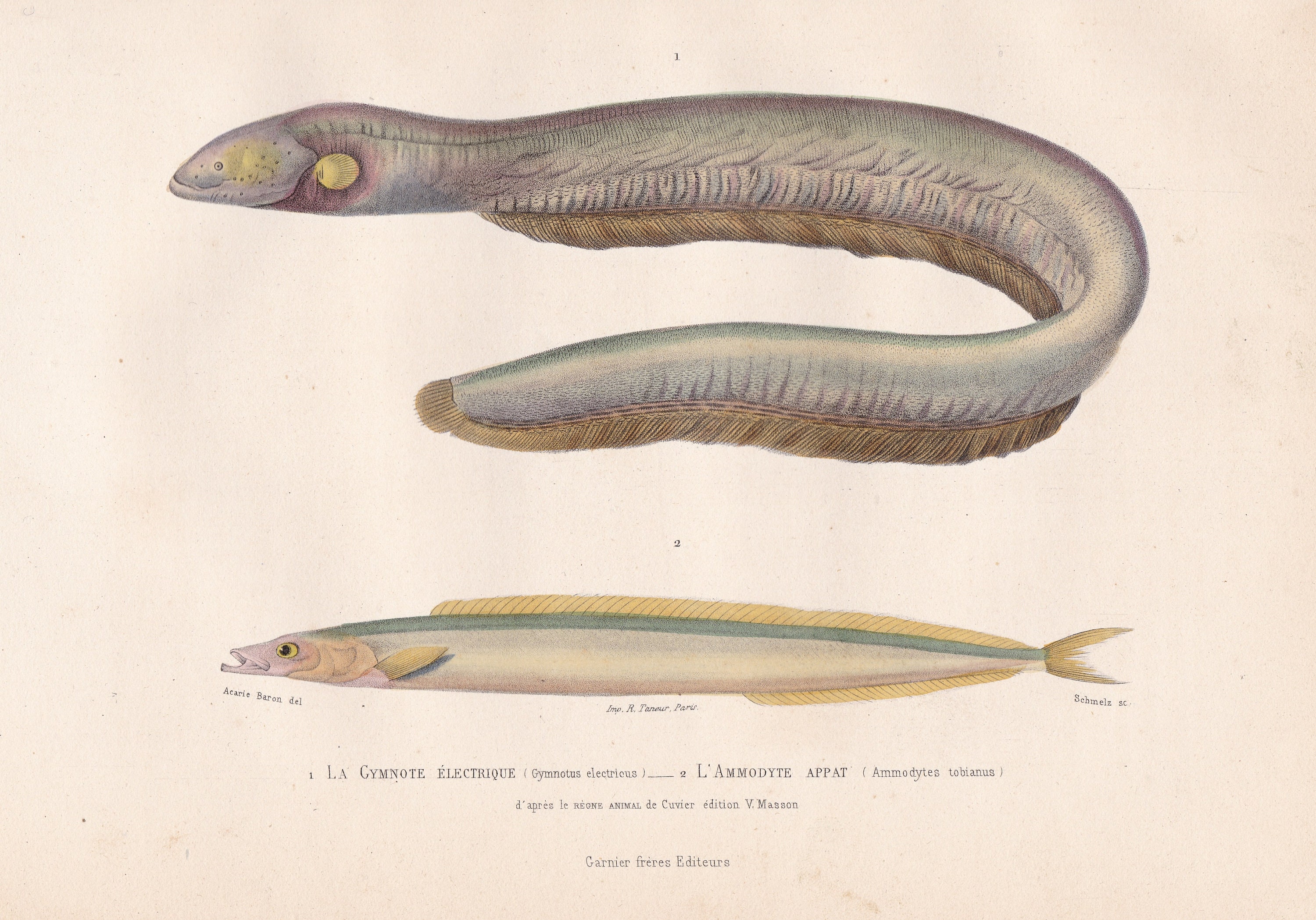 Original Antique Electric Eel Sand Lance Fish Print French Engraving Hand Colored Cuvier Lacepede Buffon Histoire Naturelle 1836