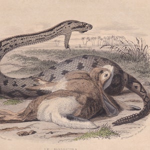 1839 Rara Serpiente de cascabel antigua Gusano lento Serpiente Serpiente Reptil Impresión original Grabado Coloreado a mano Comte de Lacepede L'Histoire Naturelle imagen 6