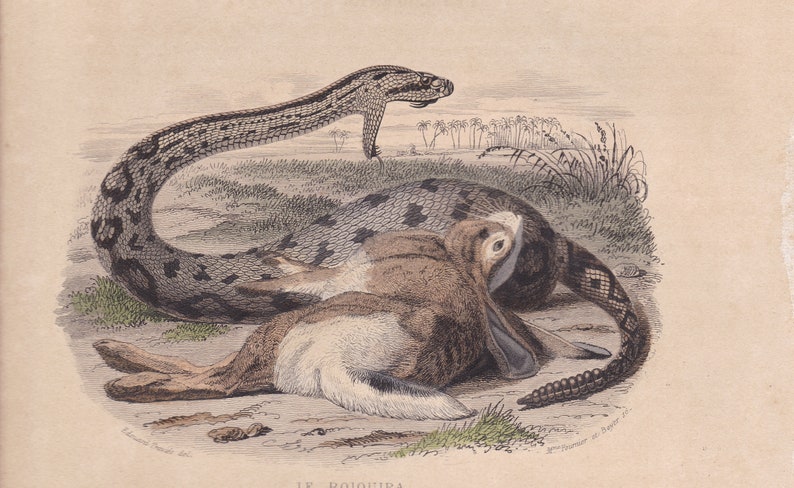 1839 Rara Serpiente de cascabel antigua Gusano lento Serpiente Serpiente Reptil Impresión original Grabado Coloreado a mano Comte de Lacepede L'Histoire Naturelle imagen 6