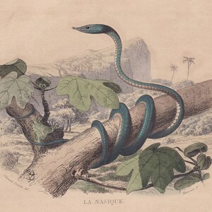Op de afbeelding: Een antieke illustratie van een slang die zich om een tak wikkelt, met grote groene bladeren. De slang is blauwgroen met een lichtgekleurde buik. De achtergrond toont een landschap met bomen en een berg.