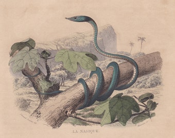 May include: An antique illustration of a snake coiled around a tree branch, with large green leaves. The snake is a teal color with a light-colored belly. The background features a landscape with trees and a mountain.
