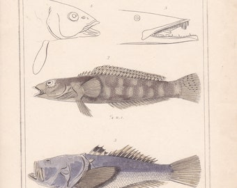 魚 1837年 アンティーク オリジナル彫刻 アンティーク 魚座 プリント