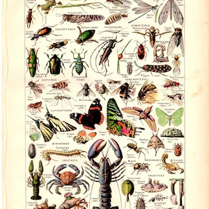 1910 Antique Original French  LAROUSSE Nouveau Larousse illustré Paris Edition Fish Angler invertebrates Lobster Arthropode
